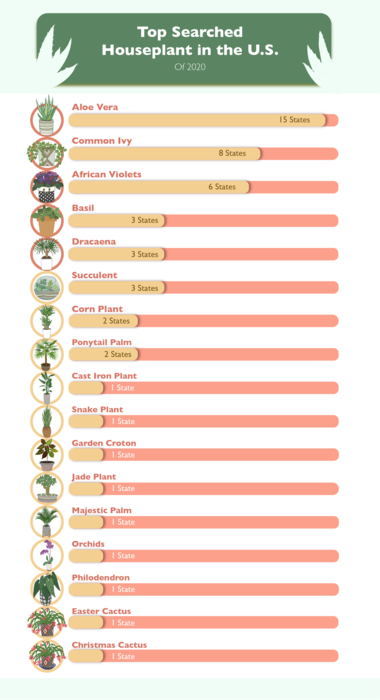 “Top Searched House Plants in the US for 2020” Table