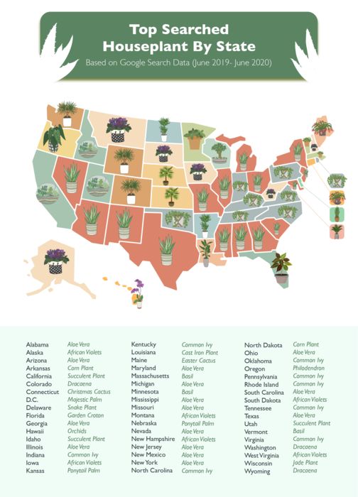 Top Searched House Plants from June 2019 to June 2020” Map /> <p>Every state had a houseplant that they had a strong interest in based on their search volume. Some were more unique, such as Louisiana, with its interest in the Cast Iron plant, while others jumped on the Succulent or Aloe Vera train and never looked back.</p> <p>Somewhat surprisingly, Succulents were nowhere near the top-searched houseplant over the past year. Succulents were easily beaten out by Aloe Vera, Common Ivy, African Violets, Basil, and even tied with Dracaena. </p> <img src=