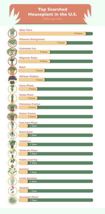 “The Top Searched House Plants in the Past 5 Years” Table