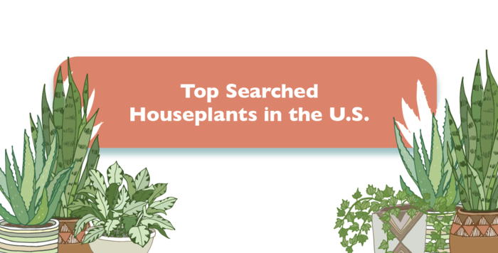 The Top Searched Houseplants in the U.S.